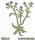 Herbarius Moguntinus 1484