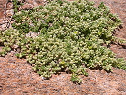 Herniaria alpina