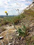 Das Natterkopf-Habichtskraut (Pilosella echioides) tritt im pannonischen Gebiet Österreichs nur selten auf und gilt als gefährdet.