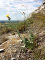 Das Natterkopf-Habichtskraut (Pilosella echioides) tritt im pannonischen Gebiet Österreichs nur selten auf und gilt als gefährdet.