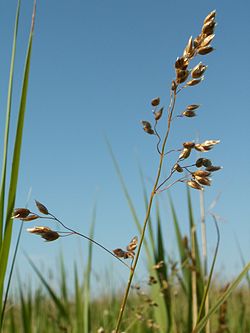 Hierochloë odorata