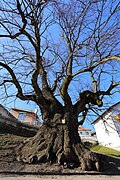 Habitus der rund 700 Jahre alten Sommerlinde in Hochneukirchen