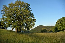 Wiesenflächen im Glashüttental