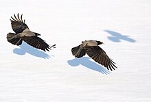 Zwei Nebelkrähen fliegen über einer Schneedecke