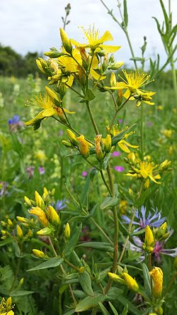 Hypericum elegans