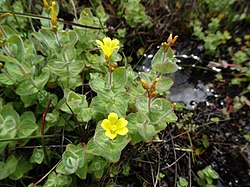 Hypericum elodes