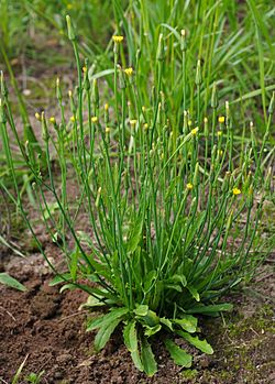 Hypochaeris glabra