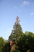 Mammutbaum Sequoia gigantea