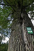 Stieleiche (Quercus robur)