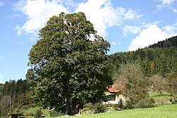 Sommerlinde (Tilia platyphyllos)