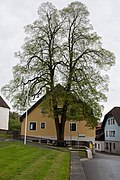 Sommerlinde (Tilia platyphyllos)