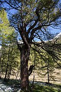 Lärche (Larix decidua)