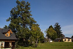 Zirbelkiefer (Pinus cembra)