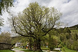 Sommerlinde (Tilia platyphyllos)