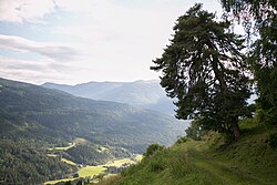 Gemeine Föhre (Pinus silvestris)