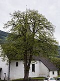 Sommerlinde (Tilia platyphyllos)