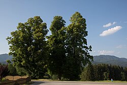 Sommerlinde (Tilia platyphyllos) Kudlich-Linde