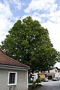 Sommerlinde (Tilia platyphyllos)