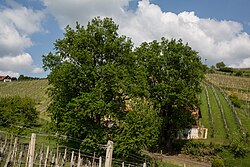 Stieleiche (Quercus robur)