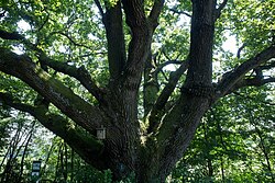 Stieleiche (Quercus robur)