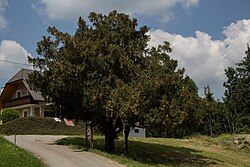 Eibe (Taxus baccata)