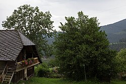 Stechpalme (Ilex aquifolium)