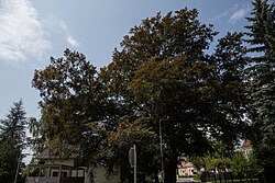 Rotbuche (Fagus sylvatica)