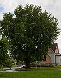 Stieleiche (Quercus robur)
