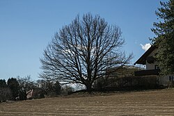 Stieleiche (Quercus robur)