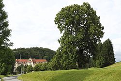 Winterlinde (Tilia cordata)