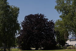Blutbuche Fagus sylvatica 'purpurea'