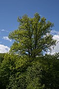 Stieleiche (Quercus robur)