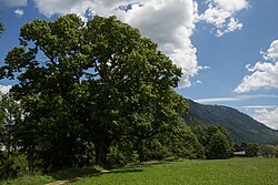 Linde am Teichgraben (Tilia sp.)