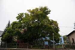 Magnolienbaum (Magnolia sp.)