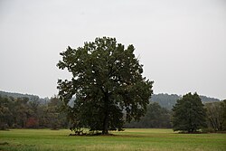 Stieleiche (Quercus robur)