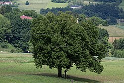 Winterlinde (Tilia cordata)
