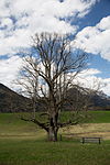 Scheck Linde (Tilia sp.)