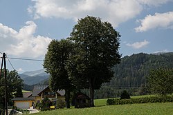 2 Winterlinden (Tilia cordata)