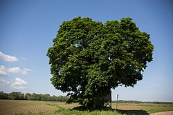 Spitzahorn (Acer platanoides)