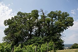 3 Edelkastanienbäume (Castanea sativa)