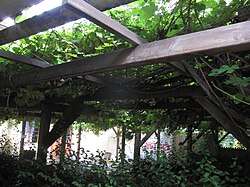 Isabella (Vitis x alexanderi)