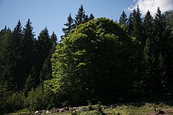 Rotbuche in der Gemeinde Bretstein