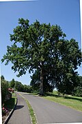 Stieleiche (Quercus robur)