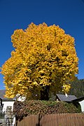 Winterlinde (Tilia cordata)