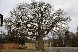 Edelkastanie (Castanea sativa)