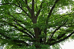 Stieleiche (Quercus robur)