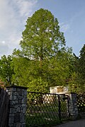 Urweltmammutbaum (Metasequoia glyptostroboides)