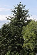 Atlas-Zeder (Cedrus atlantica)