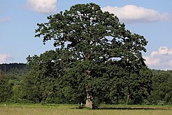 Stieleiche (Quercus robur)