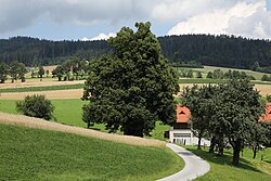 Winterlinde (Tilia Cordata)